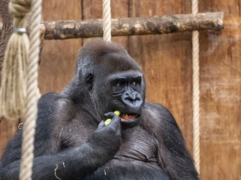 Cologne Zoo Ein Gorilla sitzt entspannt auf einer Holzplattform und genießt eine Mahlzeit aus frischem Gemüse.A gorilla sits relaxed on a wooden platform and enjoys a meal of fresh vegetables.