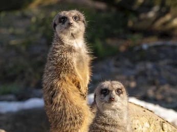 Cologne Zoo Drei Erdmännchen stehen aufmerksam auf einem Baumstamm, sonnen sich und wirken neugierig.Three meerkats stand attentively on a tree trunk, sunbathing and looking curious.