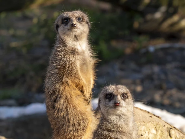Cologne Zoo Three meerkats stand attentively on a tree trunk, sunbathing and looking curious.