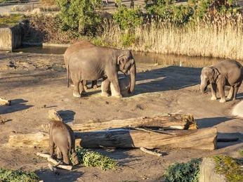 Cologne Zoo Auf dem Bild sind drei Elefanten unterschiedlichen Alters zu sehen, die auf einer sandigen Fläche nebeneinander stehen. Im Hintergrund sind hohe Gräser und Bäume zu erkennen. Das Bild vermittelt eine friedliche und naturverbundene Atmosphäre im Zoo Köln.The picture shows three elephants of different ages standing next to each other on a sandy area. Tall grasses and trees can be seen in the background. The picture conveys a peaceful and natural atmosphere at Cologne Zoo.