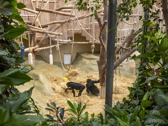 Cologne Zoo Das Bild zeigt zwei Gorillas in einem natürlichen Habitat, umgeben von Seilen und Baumstämmen zum Klettern, umrahmt von dichter Vegetation im Kölner Zoo.The picture shows two gorillas in a natural habitat, surrounded by ropes and tree trunks for climbing, framed by dense vegetation at Cologne Zoo.