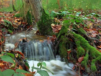 Goldhamer_Schleswiger Tiergarten.jpg