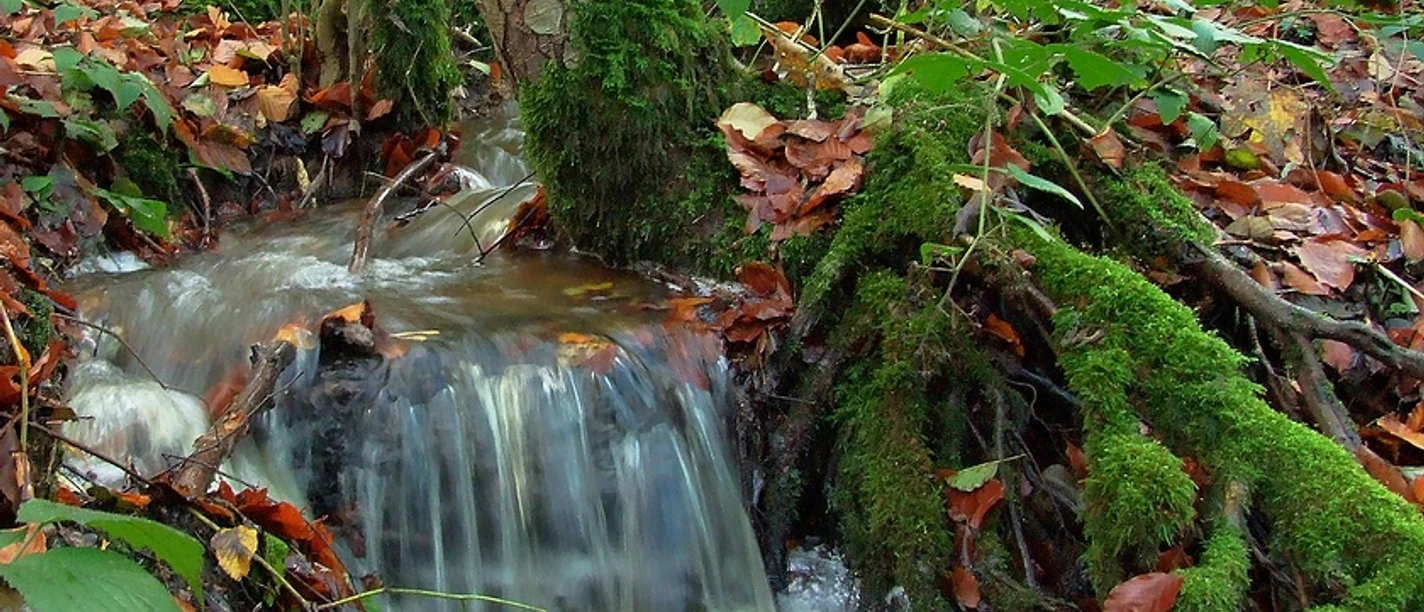 Goldhamer_Schleswiger Tiergarten.jpg