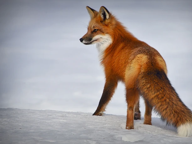 Fuchs im Winter Fuchs steht im Schnee