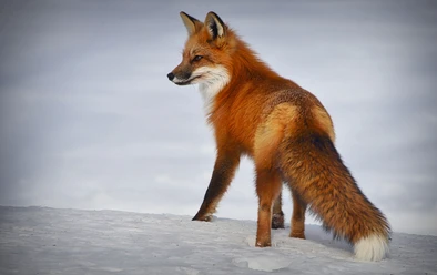 Renard en hiver Le renard se tient dans la neige