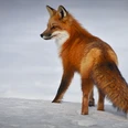 Renard en hiver Fuchs steht im SchneeFox standing in the snowLe renard se tient dans la neige