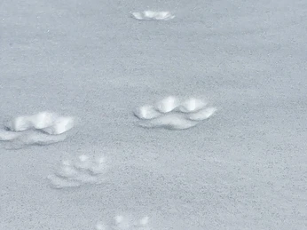 Tierspuren im Schnee Tierspuren auf verschneiter FlächeAnimal tracks on a snow-covered surfaceTraces d'animaux sur une surface enneigée