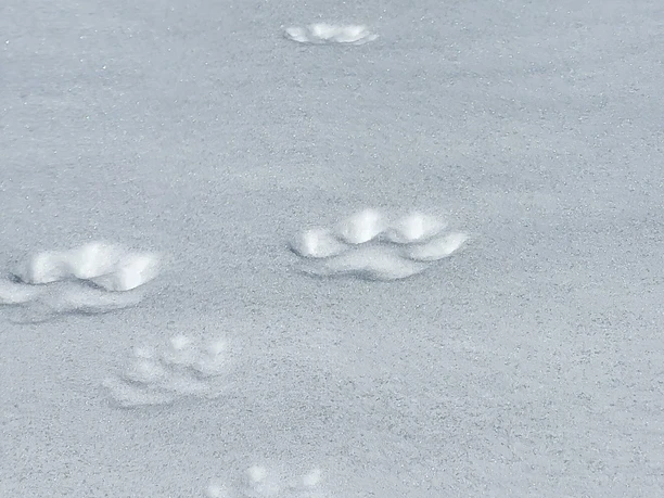 Tierspuren im Schnee Tierspuren auf verschneiter Fläche