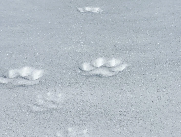 Traces d'animaux dans la neige Tierspuren auf verschneiter FlächeAnimal tracks on a snow-covered surfaceTraces d'animaux sur une surface enneigée