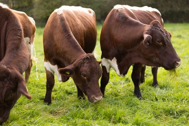Biohof Wiehenglück Vier rotbraune Kühe weiden auf einer saftigen grünen Wiese im Freien, umgeben von Bäumen.