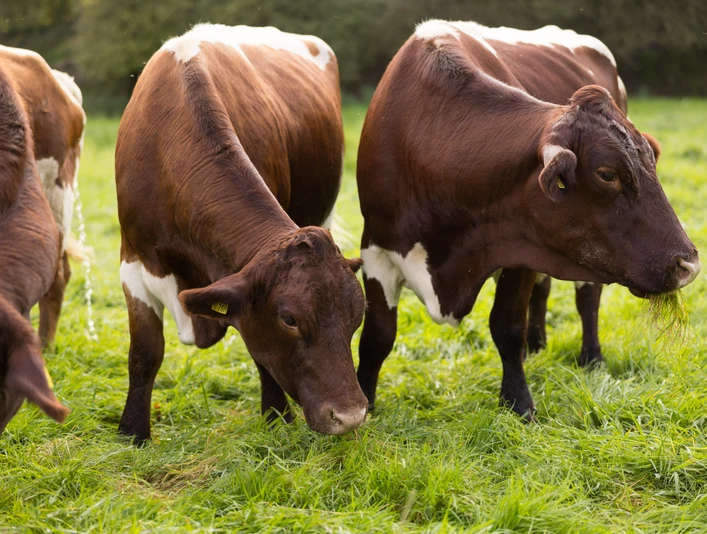 Biohof Wiehenglück Vier rotbraune Kühe weiden auf einer saftigen grünen Wiese im Freien, umgeben von Bäumen.