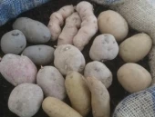 Pflanzkartoffelauswahl