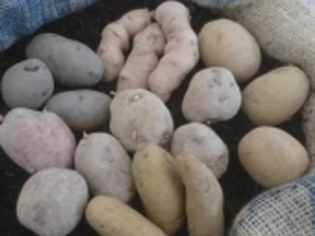 Pflanzkartoffelauswahl