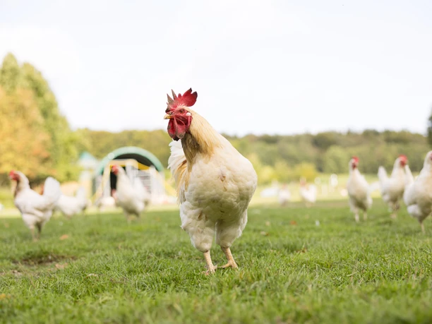 Biohof Wiehenglück_ Hühner scharren auf einer grünen Wiese vor einem bewaldeten Hintergrund auf dem Biohof Wiehenglück.