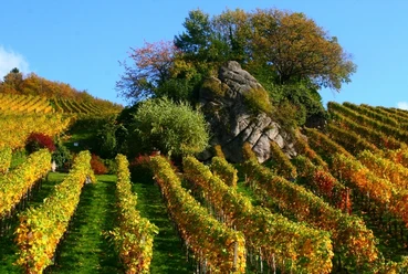 Felsgruppe "Dasenstein", davor herbstlich gefärbte Reben
