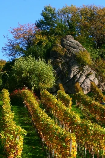 Felsgruppe "Dasenstein", davor herbstlich gefärbte Reben