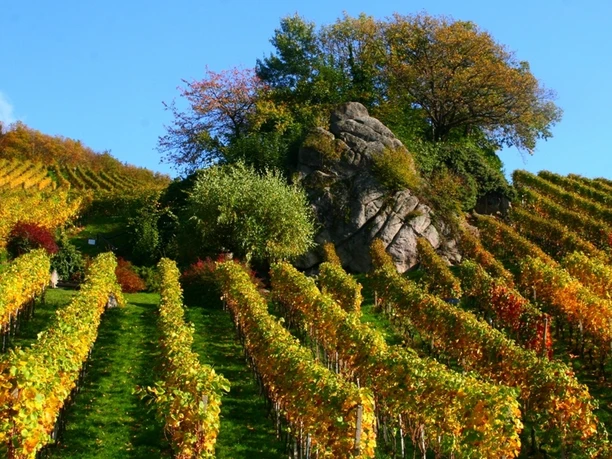 Felsgruppe "Dasenstein", davor herbstlich gefärbte Reben