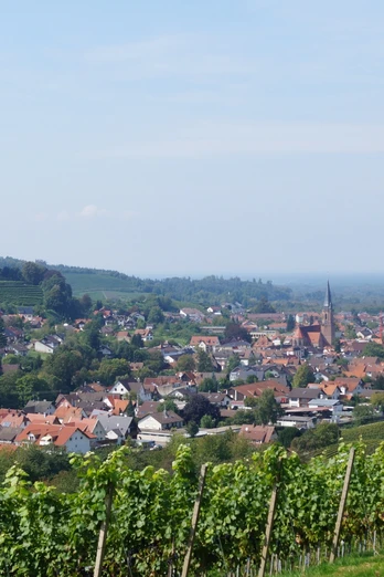 Blick auf Kappelrodeck. Im Vordergrund Reben, im Hintergrund das Schloss Rodeck
