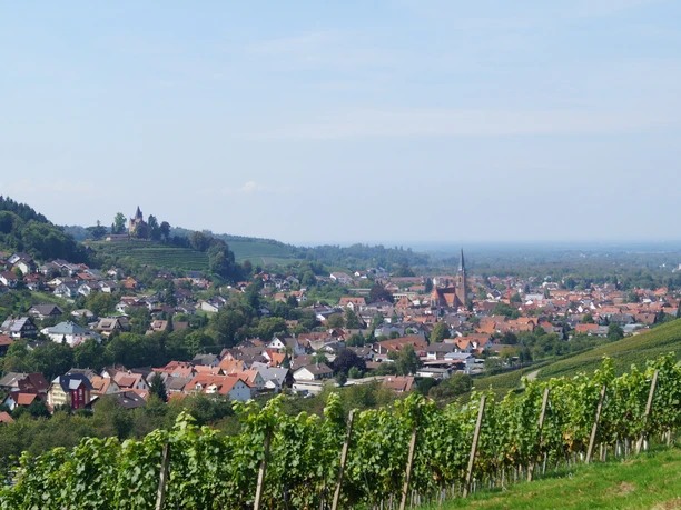 Blick auf Kappelrodeck. Im Vordergrund Reben, im Hintergrund das Schloss Rodeck