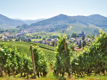 Blick durch Rebzeilen auf Waldulm und die KIrche. Im Hintergrund Berge mit Wald