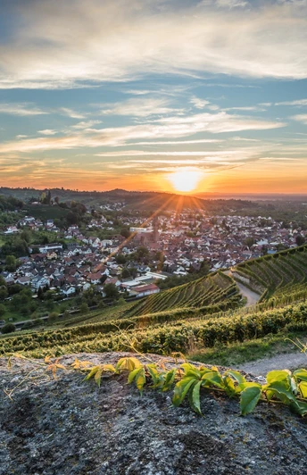 Im Vordergrund Reben und der Ort Kappelrodeck. Man schaut auf die untergehende Sonne hinten im Tal