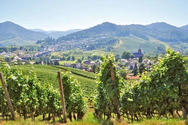 Ausblick auf Kappelrodeck und Waldulm. Im Vordergrund Reben, im HIntergrund Berge mit Wald