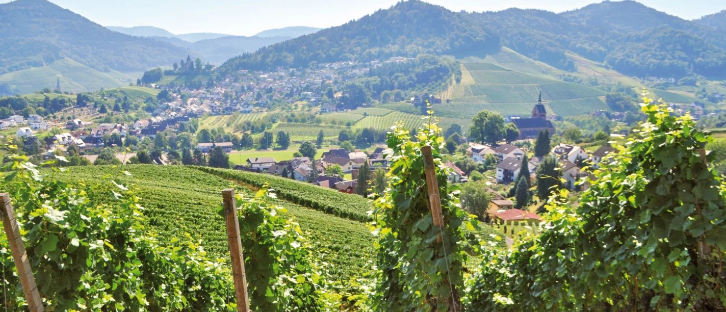 Ausblick auf Kappelrodeck und Waldulm. Im Vordergrund Reben, im HIntergrund Berge mit Wald