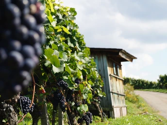 Im Vordergrund dunkelblaue Trauben an einem Rebstock, im HIntergrund eine kleine Holzhütte