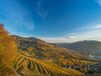 Blick über herbstlich gefärbte Rebhänge ins Tal
