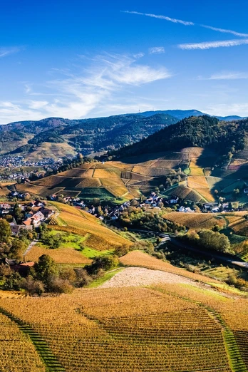 Blick über Waldulm. Im Vordergrund rötlich gefärbte Weinberge, Im Hintergrund bewaldete Berge