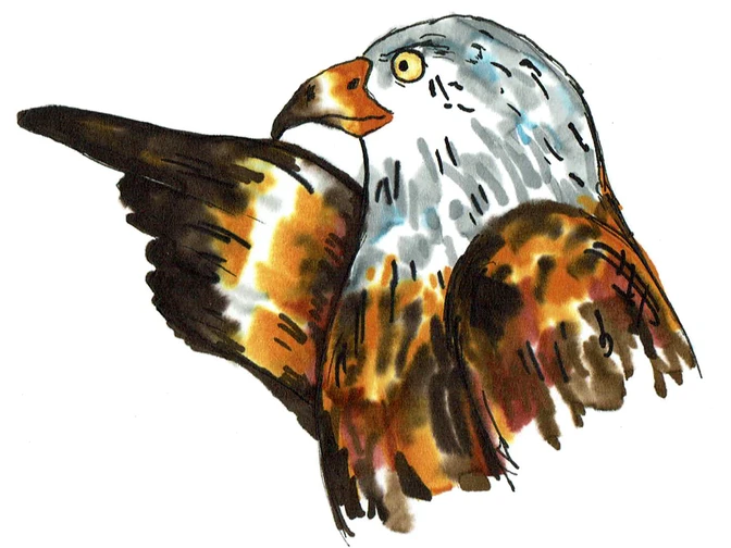 Zeichnung eines Rotmilans mit braunem Gefieder und weißem Kopf