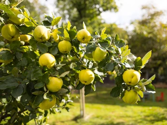 Riekelnhof Mosterei_ Zweige mit reifen, gelben Äpfeln hängen an einem Baum, auf einer Wiese mit vereinzelten Stühlen im Hintergrund.