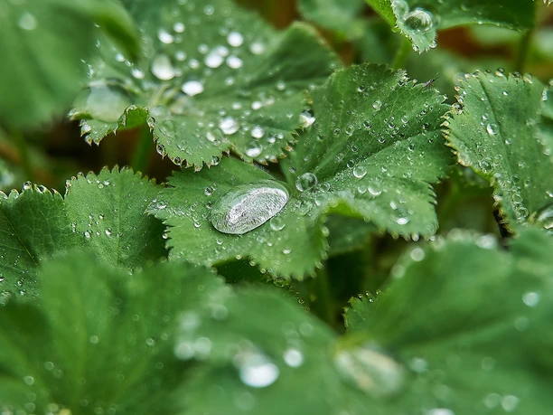 Lady's mantle Frauenmantel