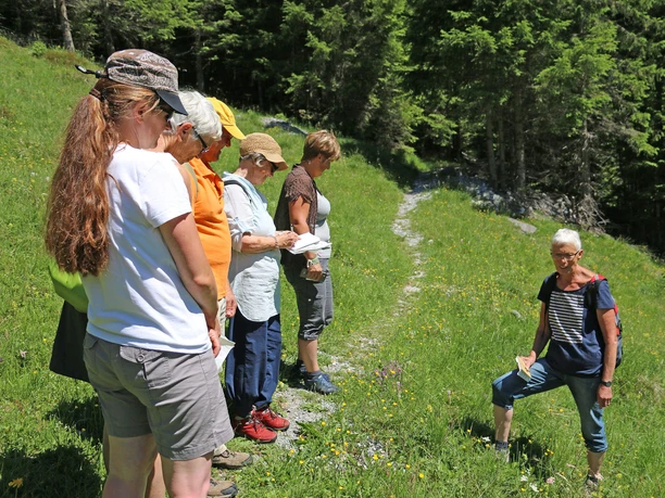 Randonnée sur le thème des herbes avec une spécialiste Une herboriste se tient au bord du chemin avec un groupe et explique les plantes