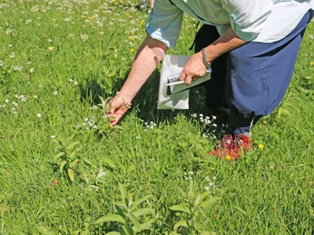 Comment identifier une plante sauvage Älter Frau greift nach einer weissblühenden WildpflanzeElderly woman reaches for a white-flowered wild plantUne femme âgée saisit une plante sauvage à fleurs blanches