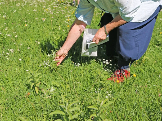 How to identify a wild plant Elderly woman reaches for a white-flowered wild plant