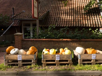 Riekelnhof_Mosterei Drei Kisten mit verschiedenen Kürbissen vor einem Backsteingebäude mit schrägem Ziegeldach.