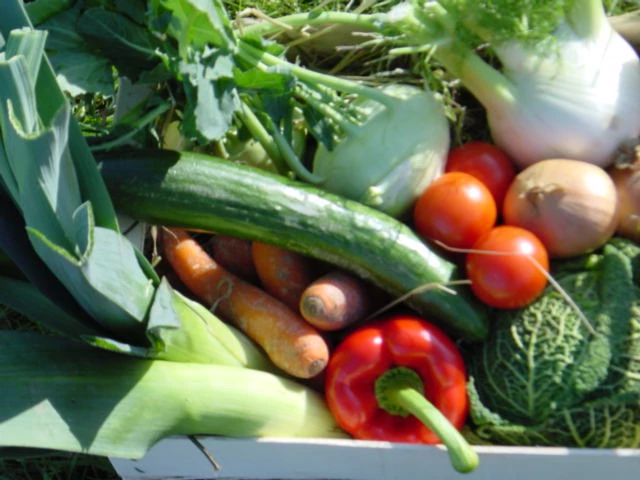 Gärtnerhof Westerwinkel Frisches Gemüse wie Lauch, Paprika und Gurken in einer Kiste, bereit für den Verkauf auf dem Markt.
