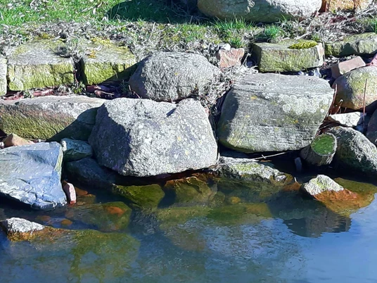 steinhude-steine-wasser Steine am Wasserufer bei Wunstorf, grüne Wiese im Hintergrund, ruhiges Gewässer im Vordergrund.