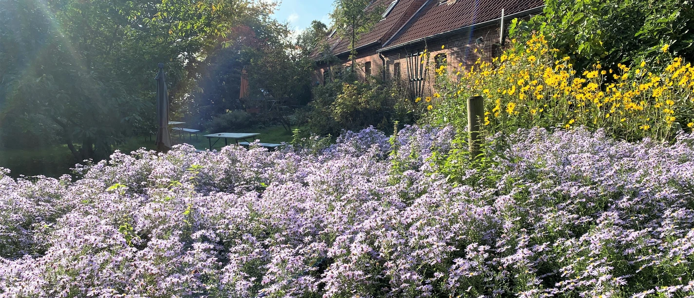 Biergarten mit Wildaster Blick in den Garten mit blühender Wildaster