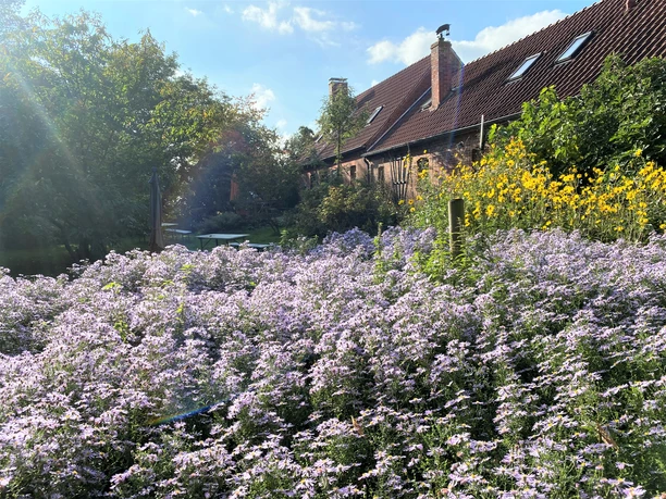 Biergarten mit Wildaster Blick in den Garten mit blühender Wildaster