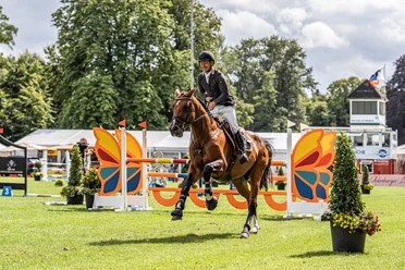 Reiter beim Landesturnier Reiter auf braunem Pferd beim Springturnier vor bunter Hinderniskulisse im grünen Schlosspark.