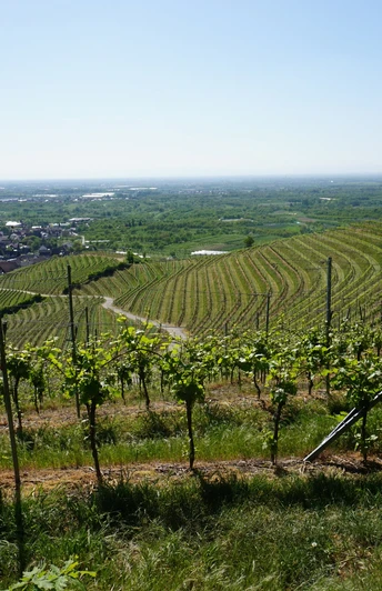 Oberkircher Reblandschaft in Tiergarten