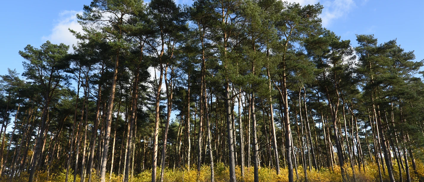 Holstein_Holmer Sandberge