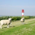 Holstein_Kollmar_Elbe (1)