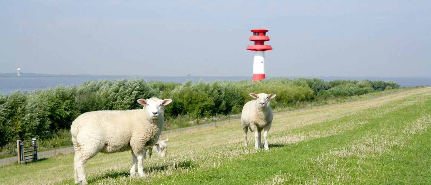 Holstein_Kollmar_Elbe (1)