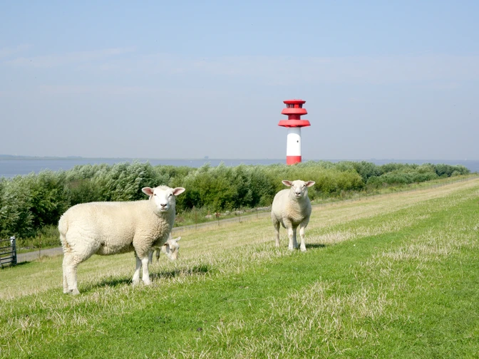 Holstein_Kollmar_Elbe (1)