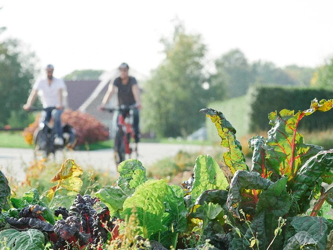 Gemuesetoern Glueckstadt Web