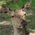 Reh im Wildpark Eekholt