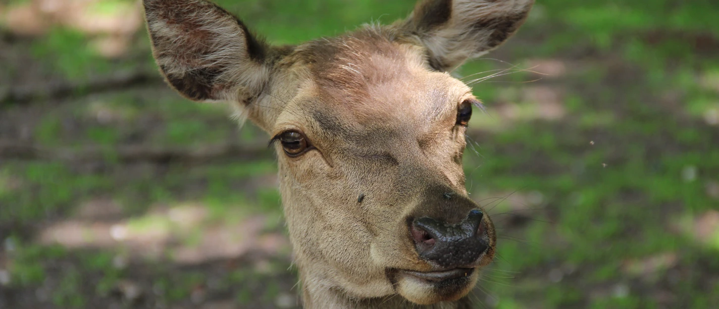 Reh im Wildpark Eekholt